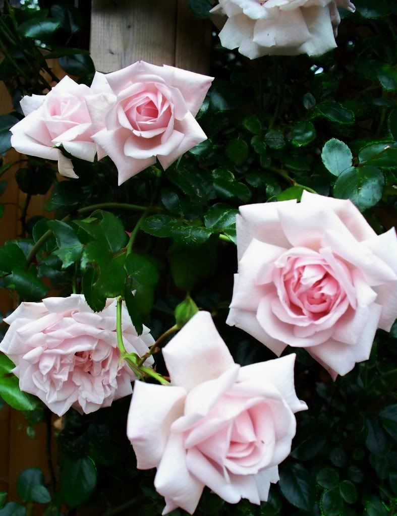 New Dawn Climbing Rose